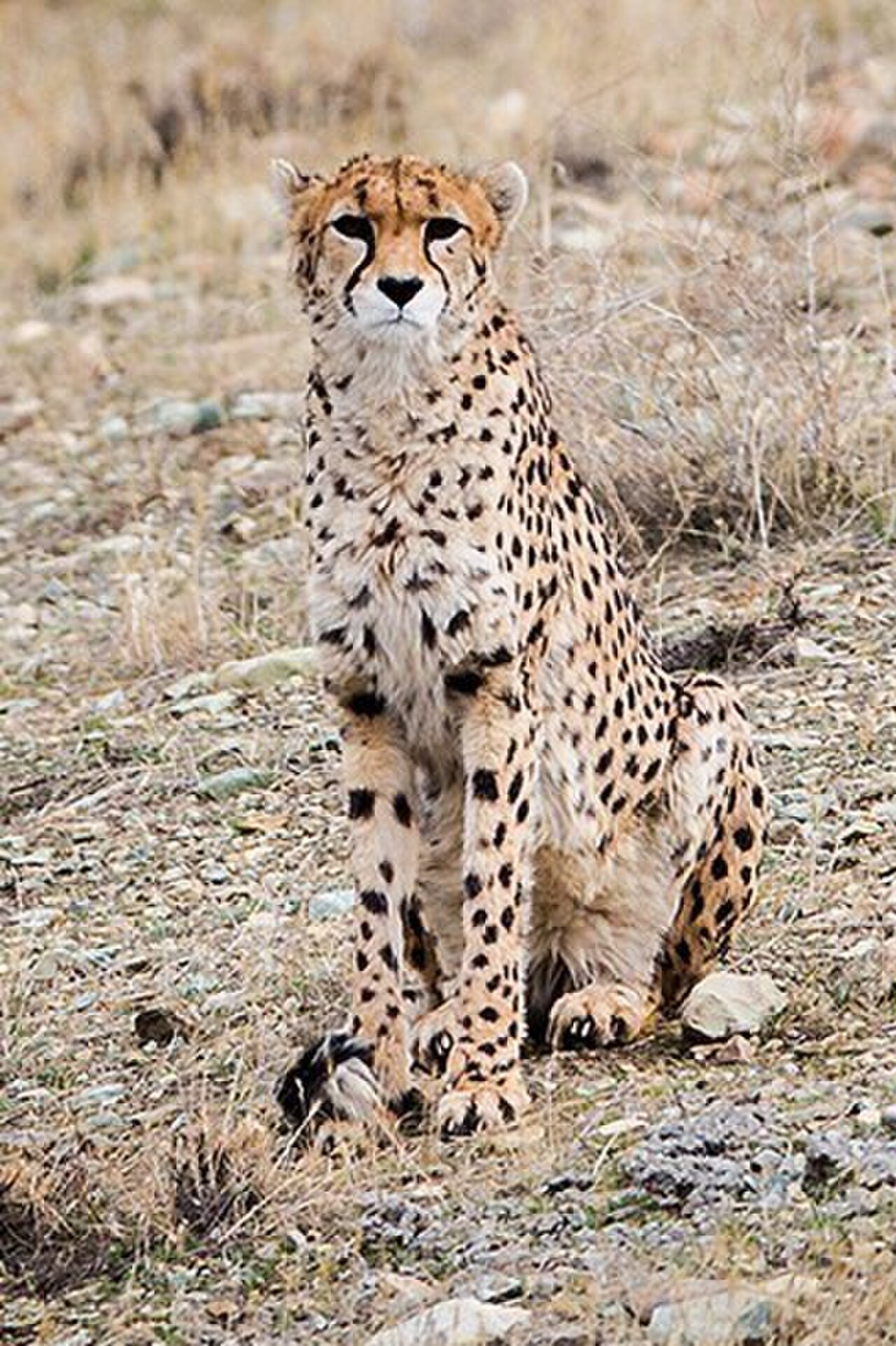Asiatic Cheetah reference