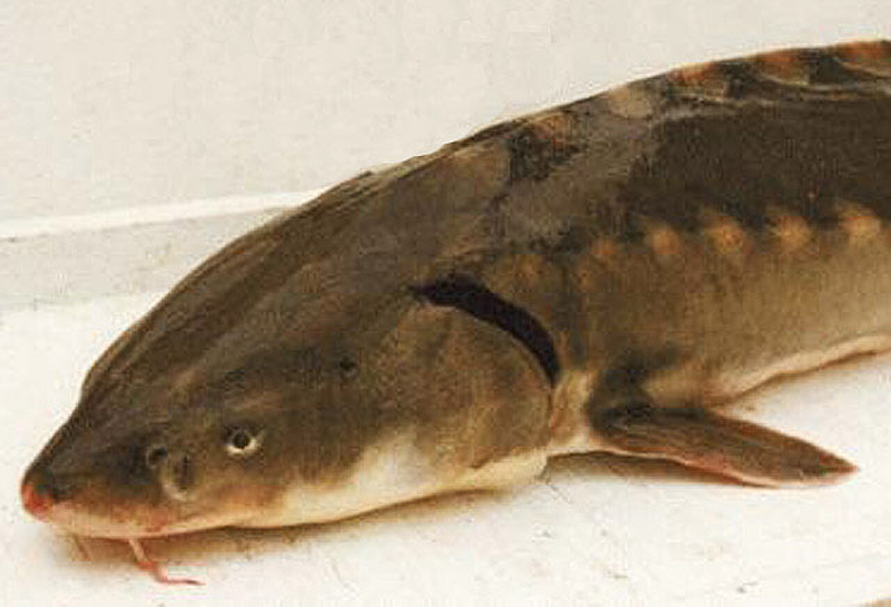 Shortnose Sturgeon reference