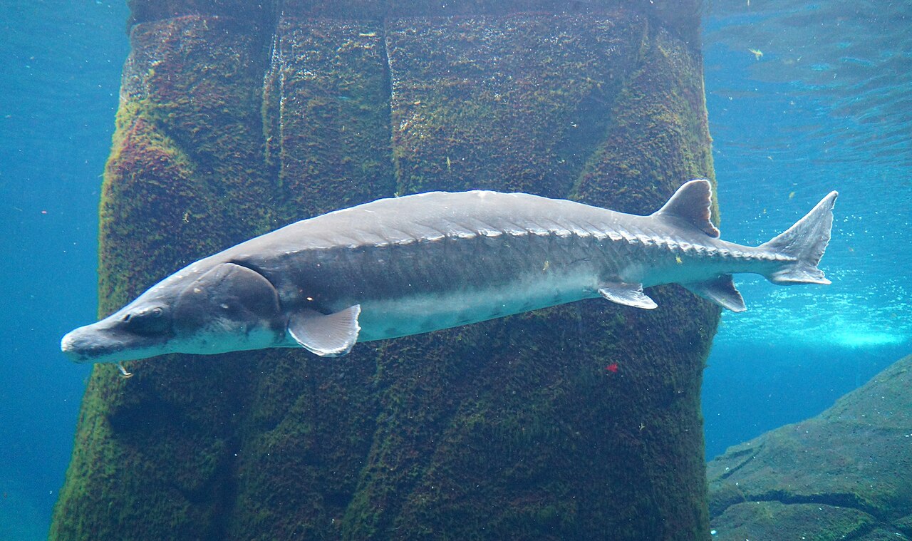 Atlantic Sturgeon reference