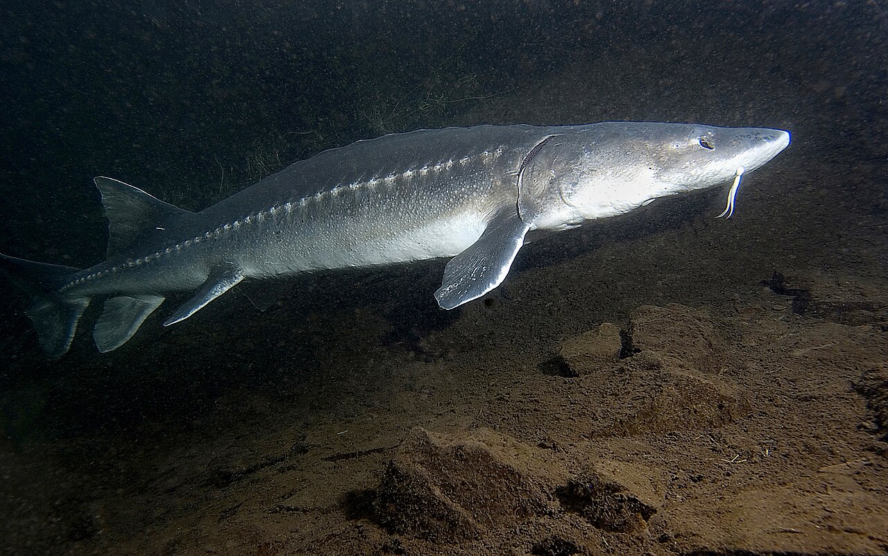Acipenser transmontanus