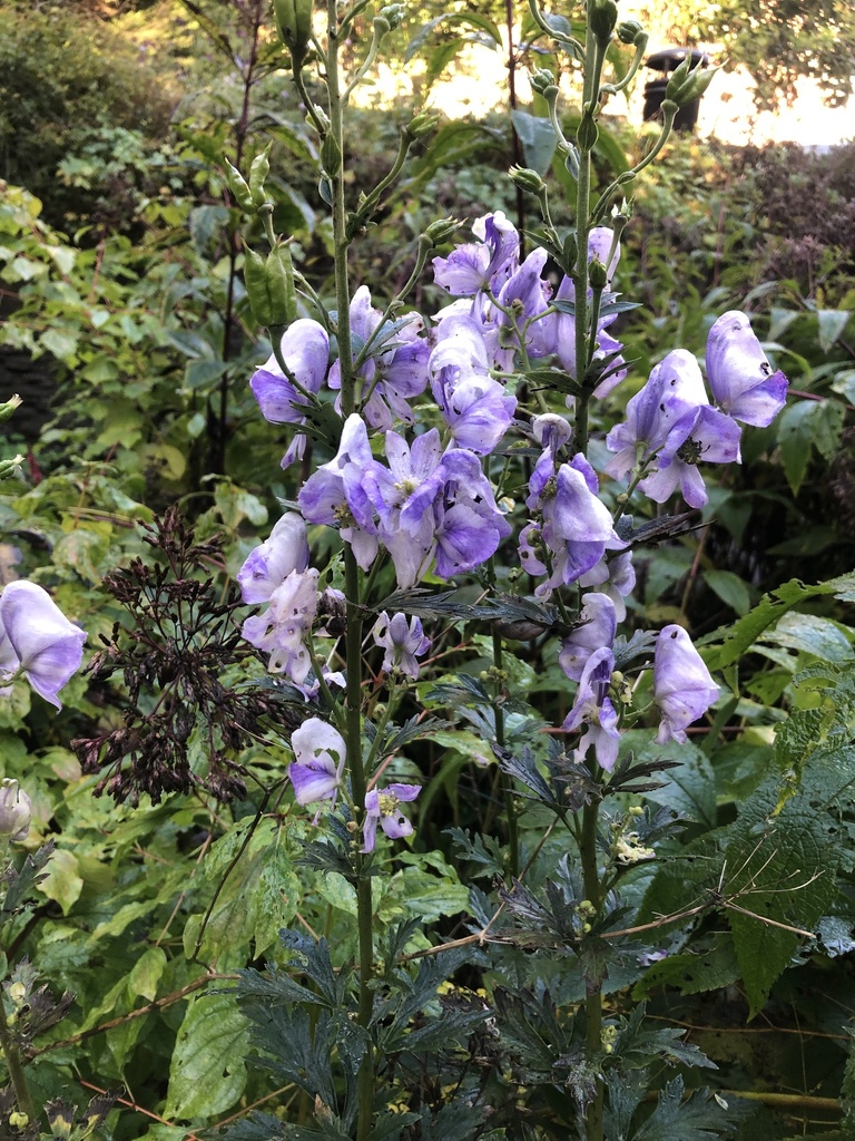 Azure Monkshood reference