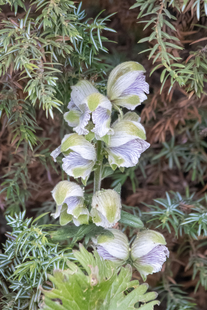 Roundleaf Monkshood reference