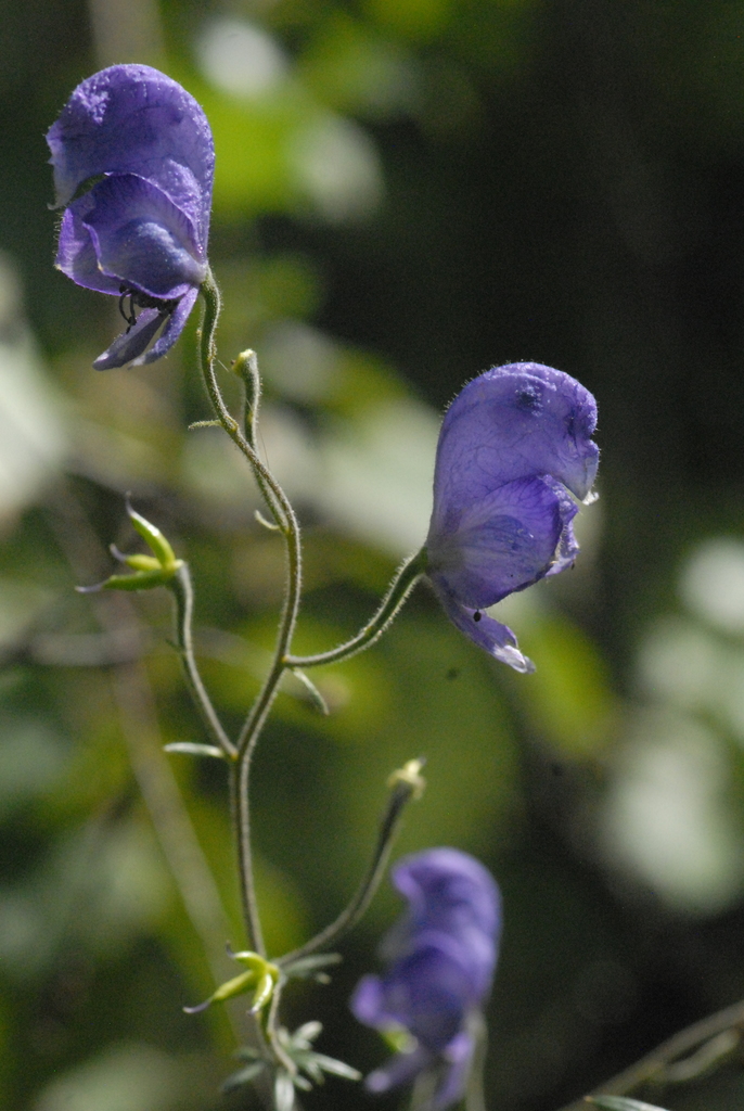 Twining Monkshood reference