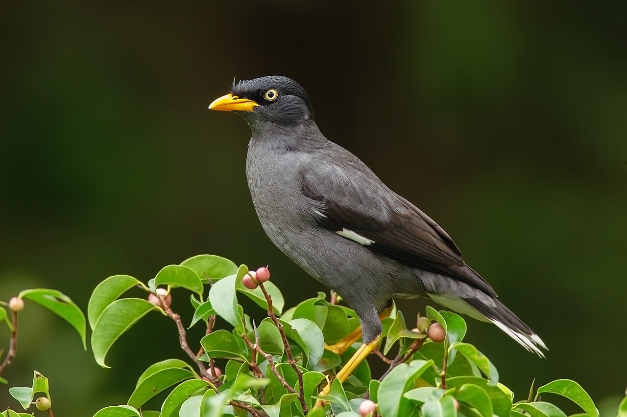 Javan Myna reference