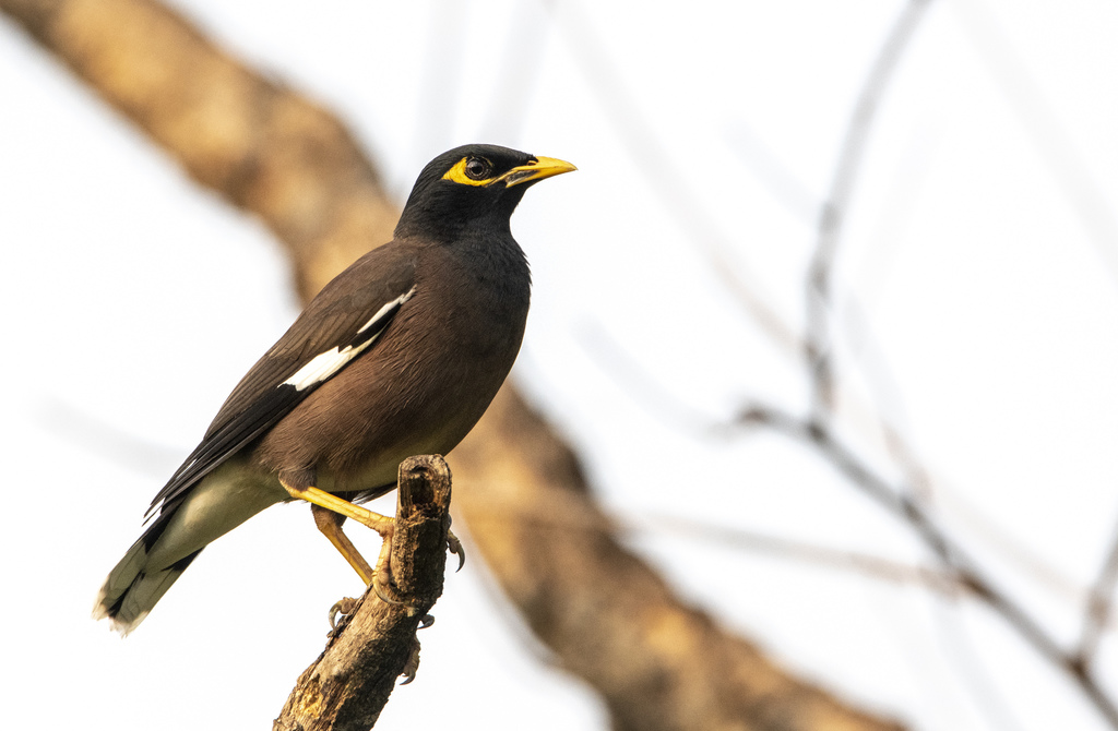 Common Myna reference