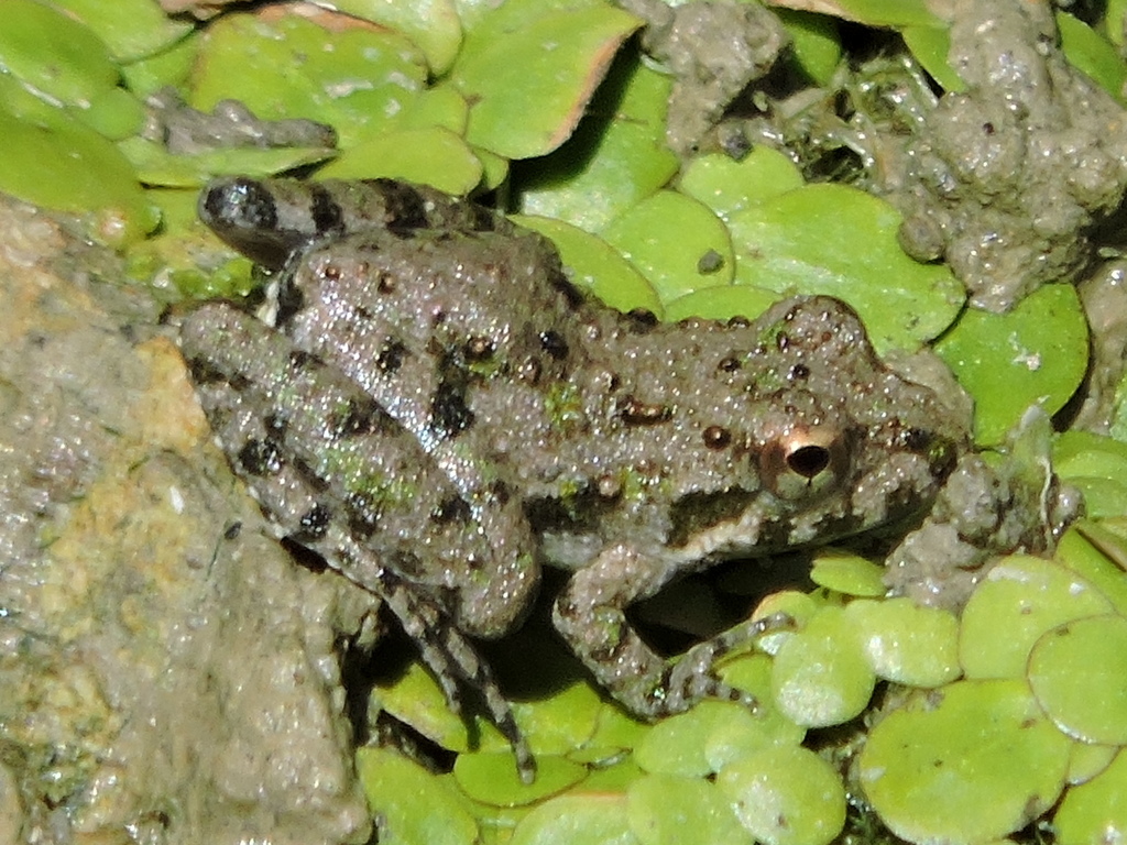 Blanchard's Cricket Frog reference