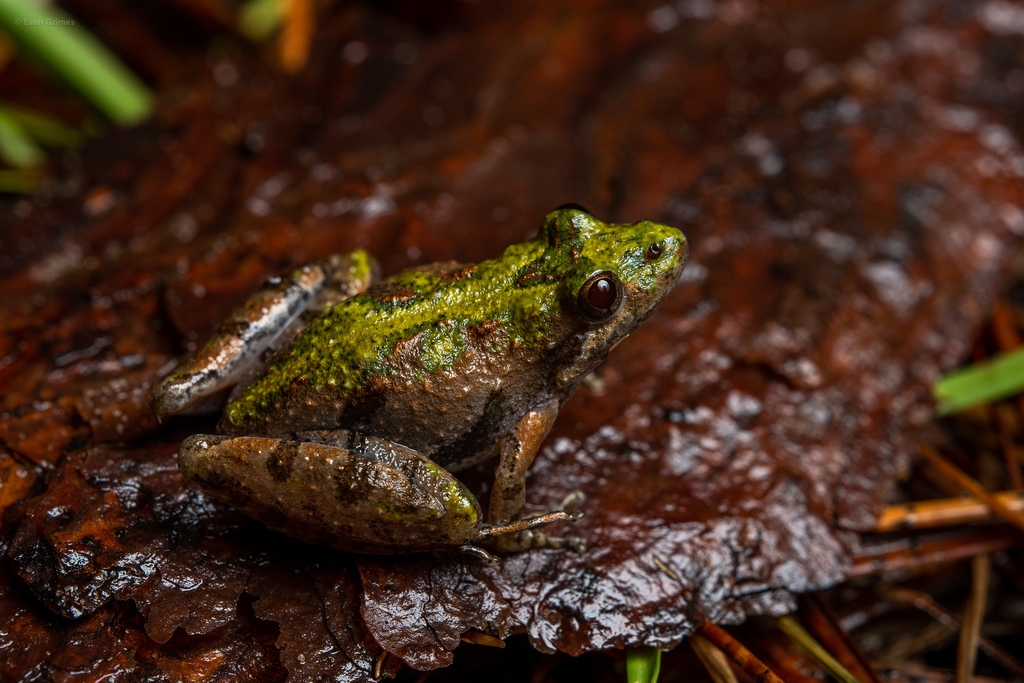 Southern Cricket Frog reference