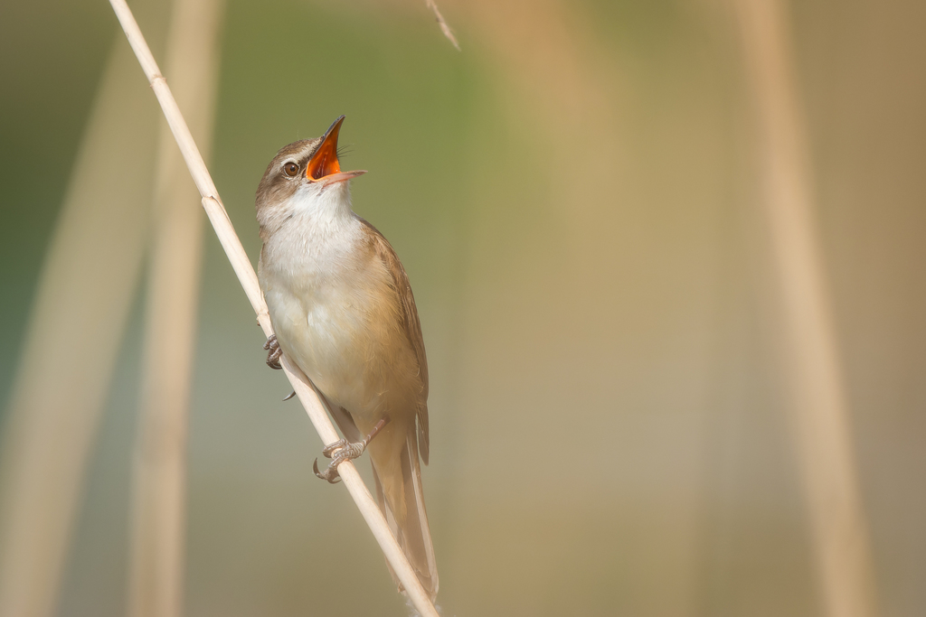 Great Reed Warbler reference