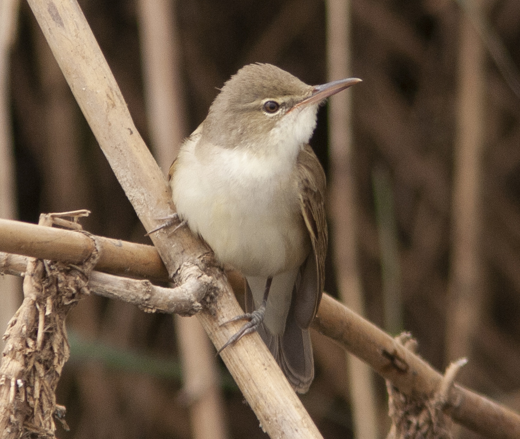 Basra Reed Warbler reference
