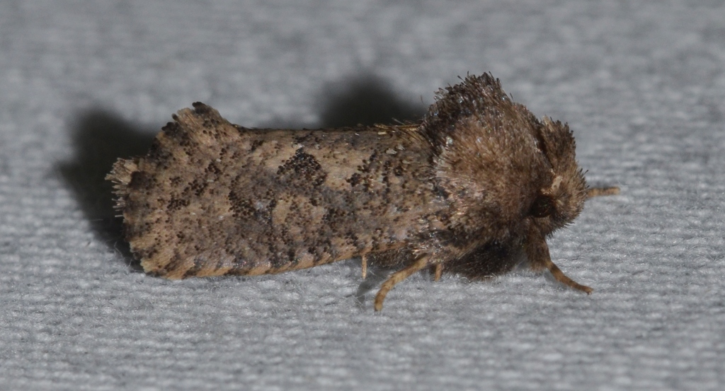Arcane Grass Tubeworm Moth reference