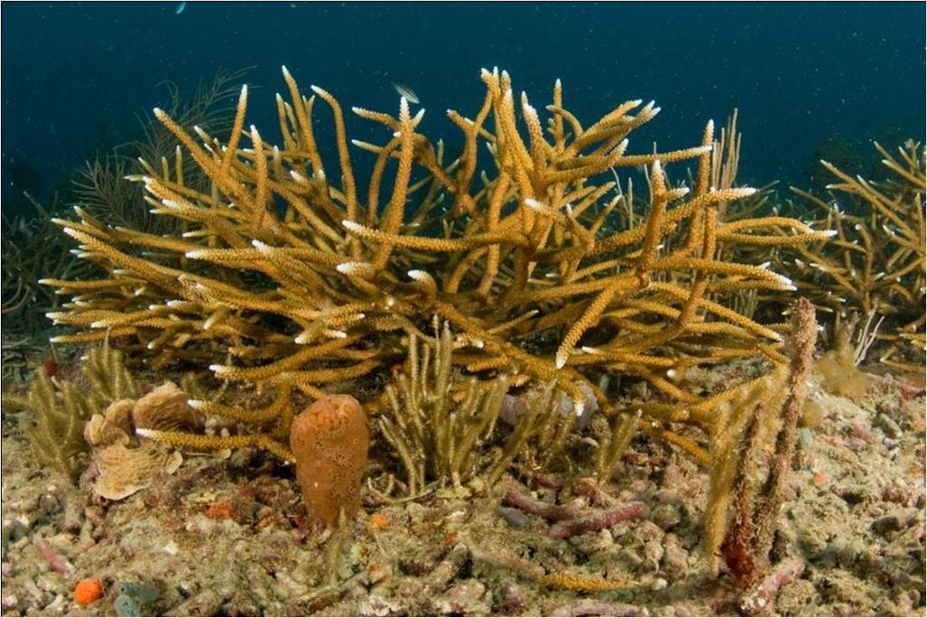 Staghorn Coral reference