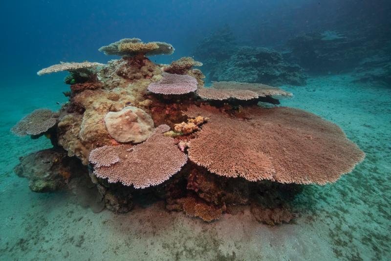 Brush Coral reference