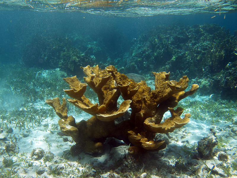 Elkhorn Coral reference