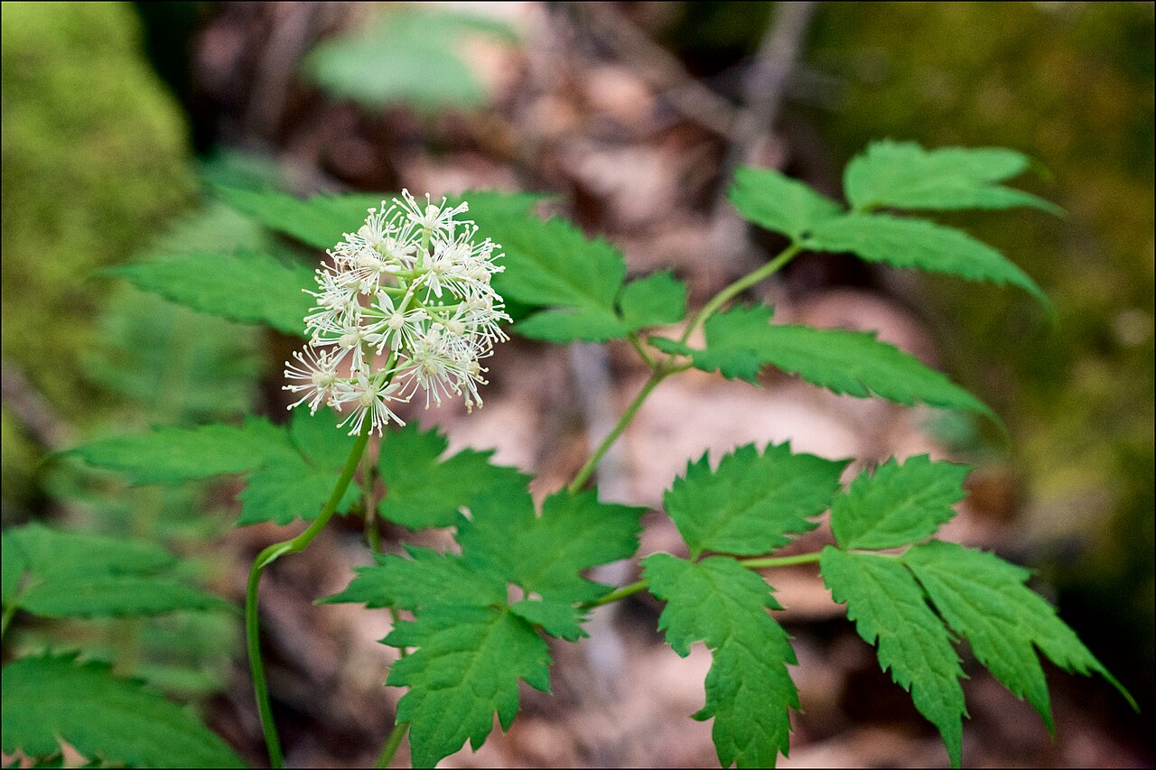 white baneberry reference