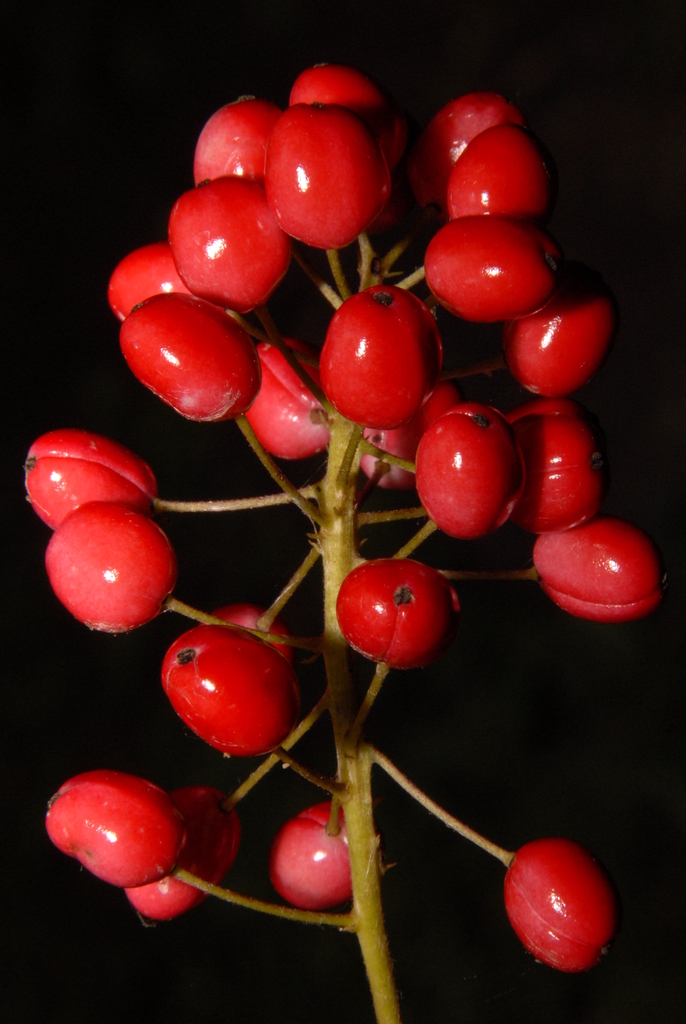 red baneberry reference