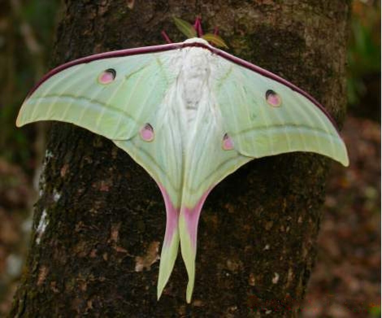 Actias selene reference
