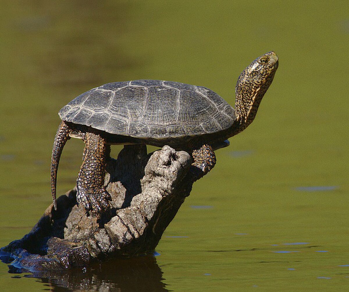 Northwestern Pond Turtle reference