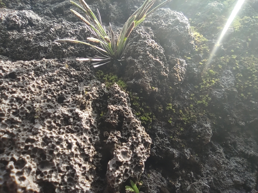 Actiniopteris australis reference