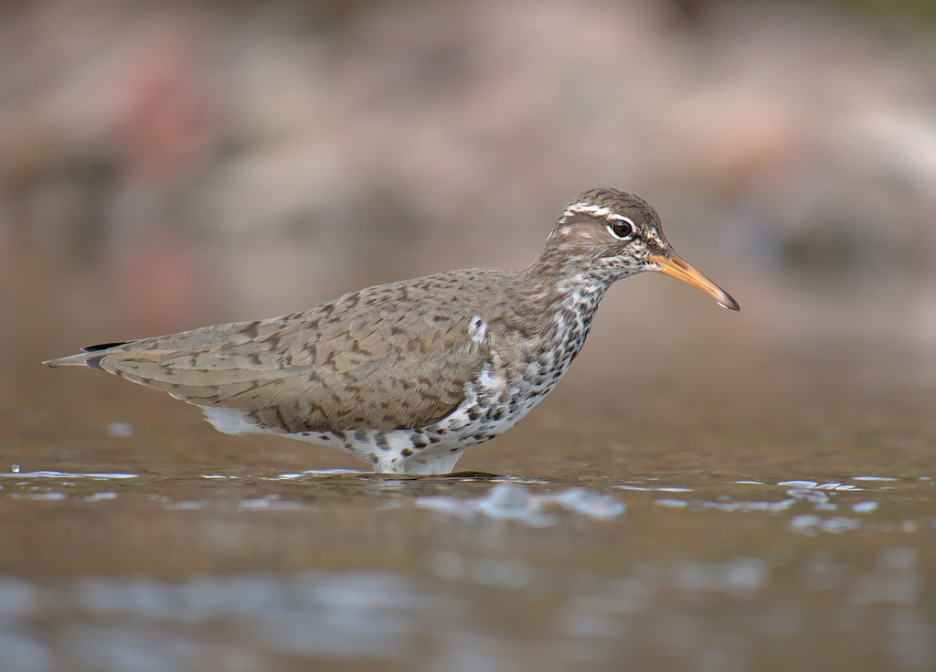 Spotted Sandpiper reference