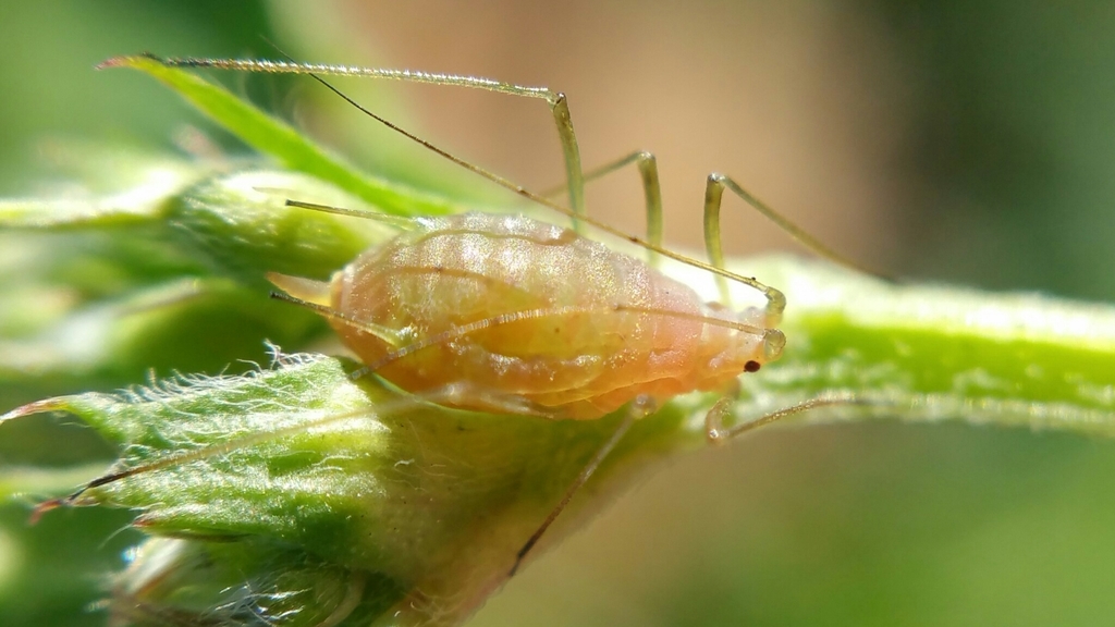 Pea Aphid reference