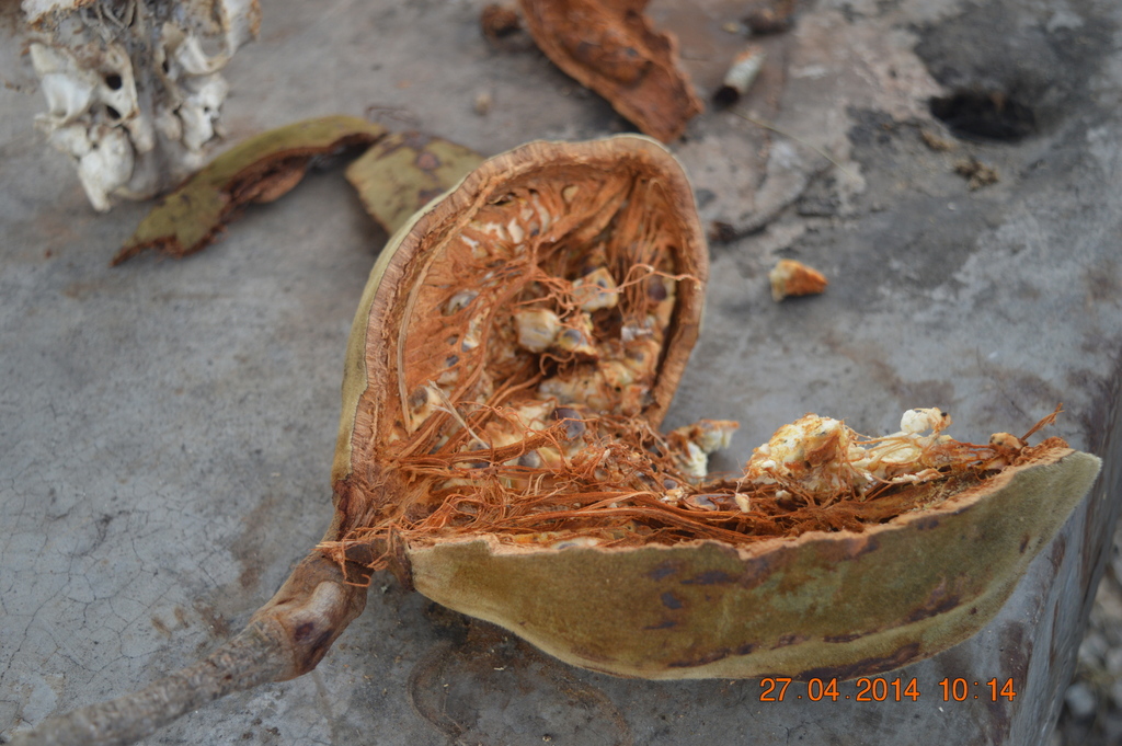 African baobab reference