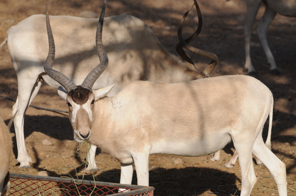 Addax reference