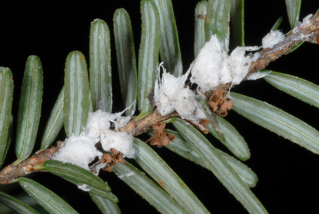 Hemlock Woolly Adelgid reference