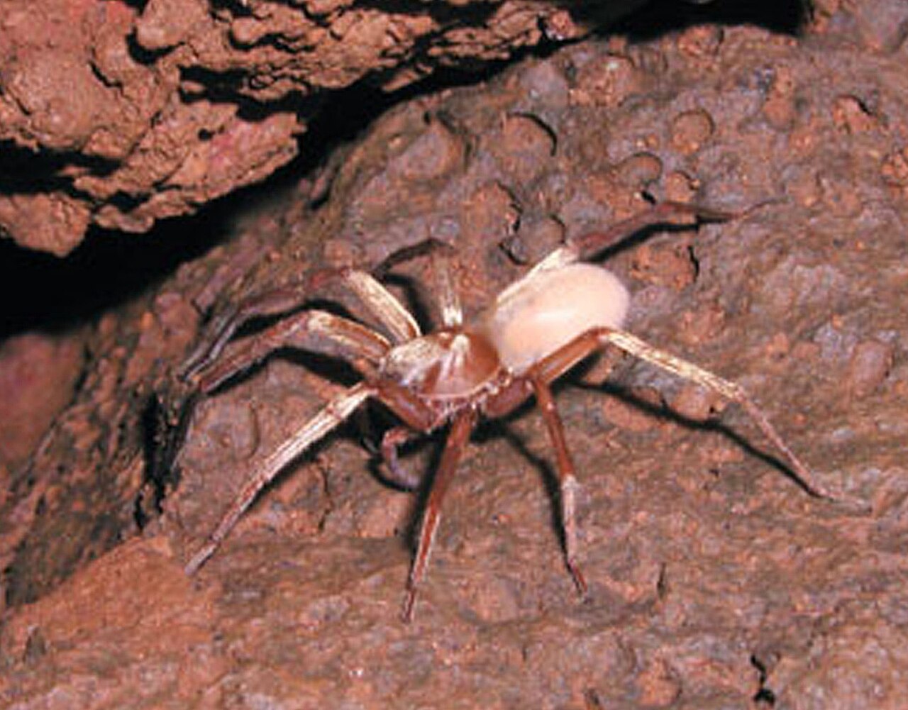 Kaua'i Cave Wolf Spider reference