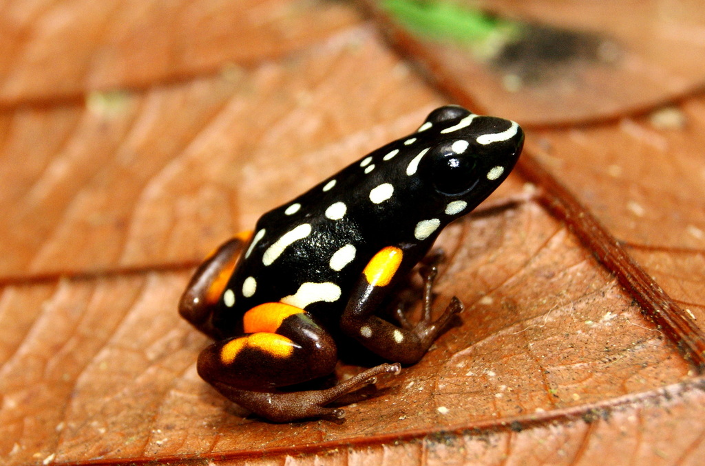 Brazil-nut Poison Frog reference