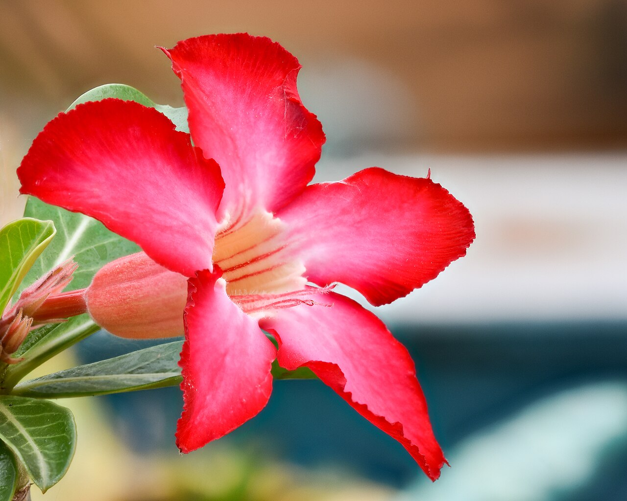 desert rose reference