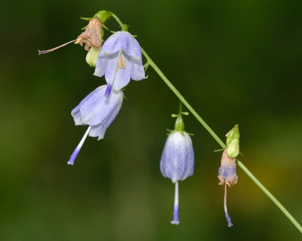 Lilyleaf Ladybells reference