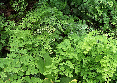 black maidenhair fern reference