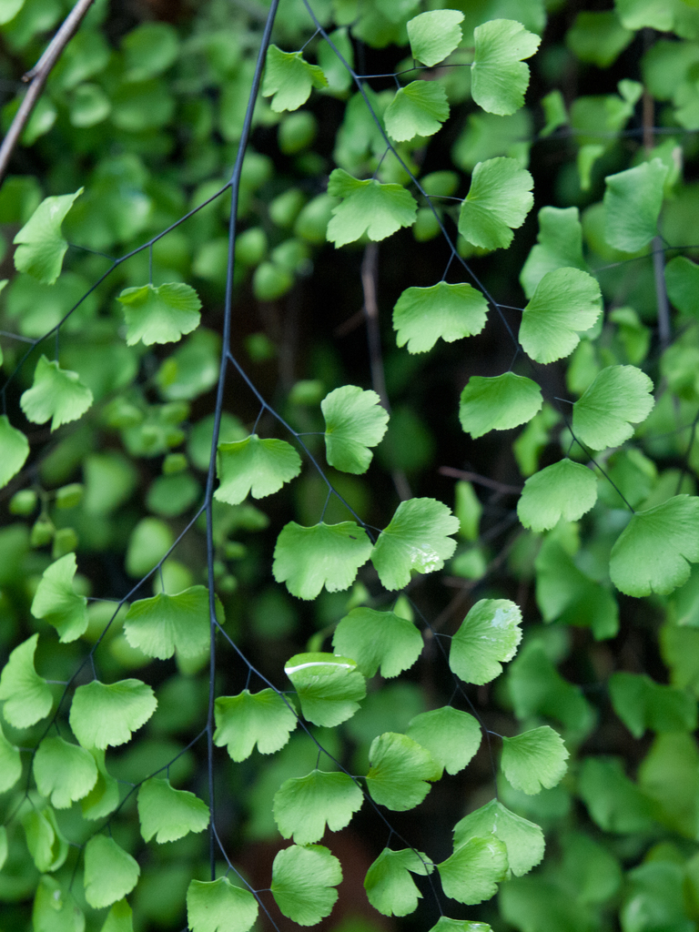California Maidenhair Fern reference