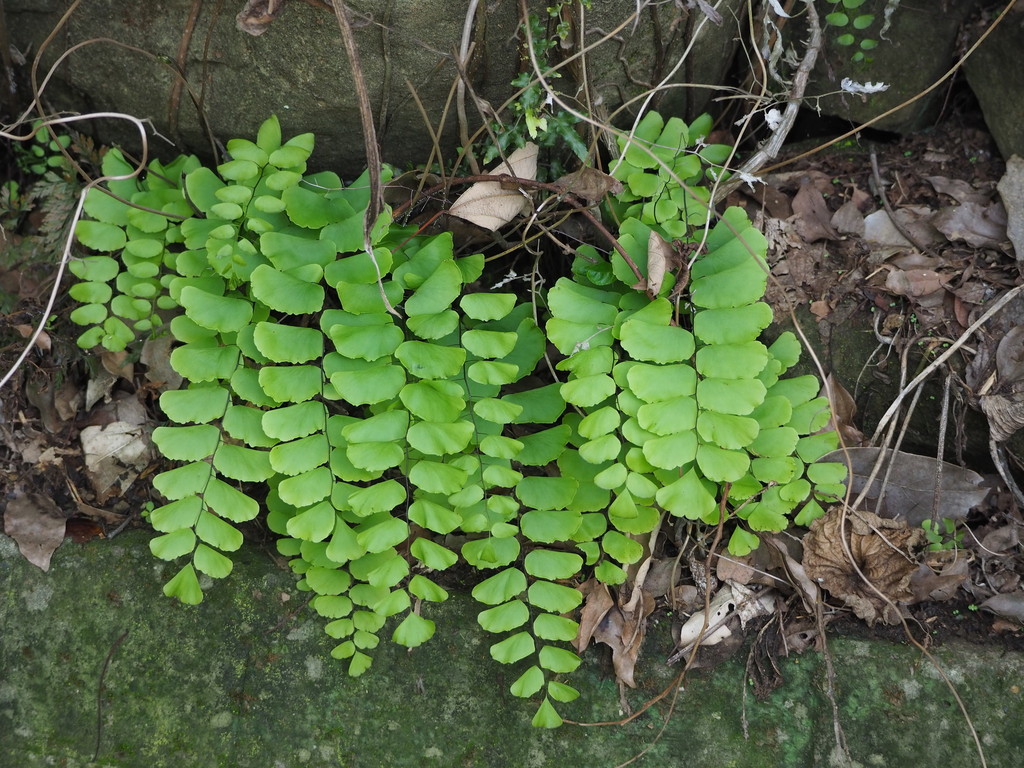 Walking Maidenhair Fern reference