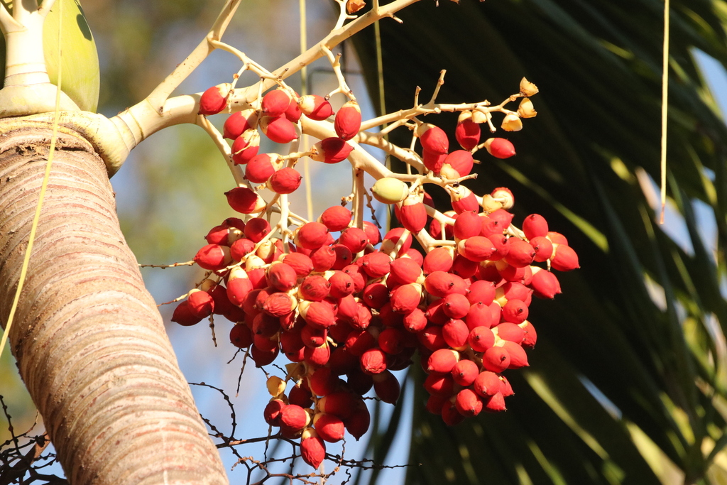 Manila Palm reference