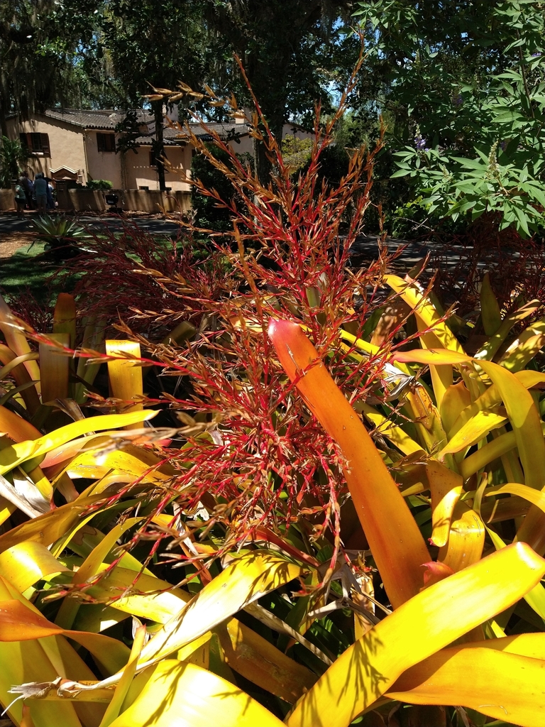 Orangeade Bromeliad reference