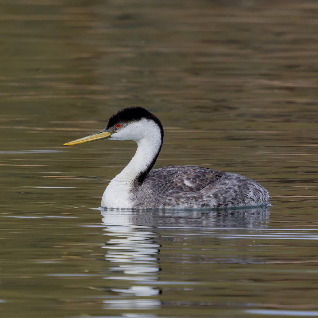 Western Grebe reference