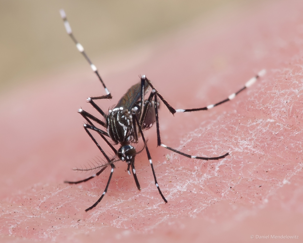 Yellow Fever Mosquito reference