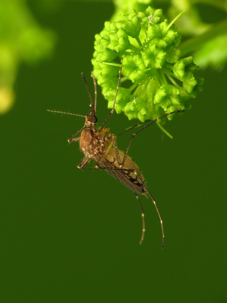 Inland Floodwater Mosquito reference