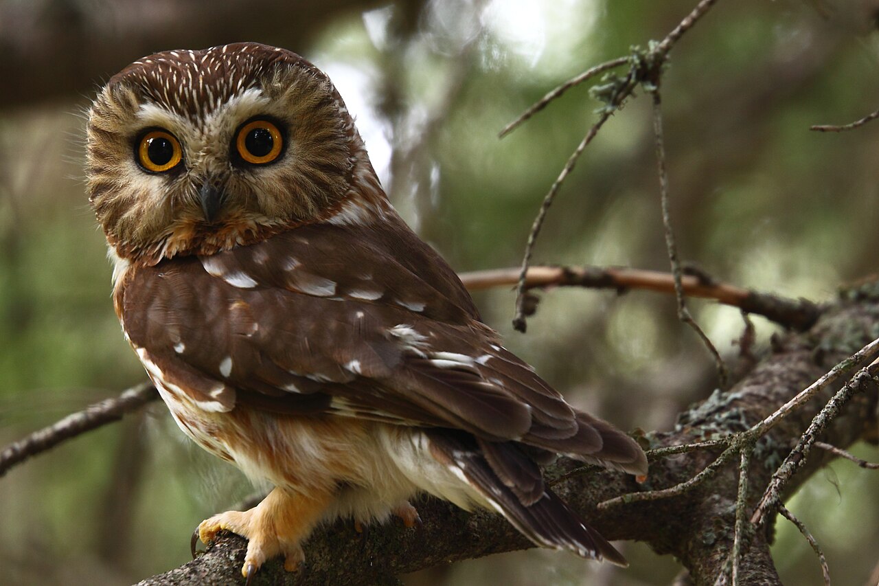 Northern Saw-whet Owl reference