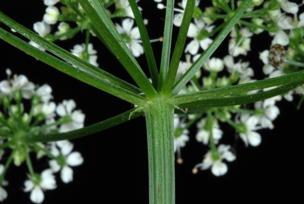Goutweed reference