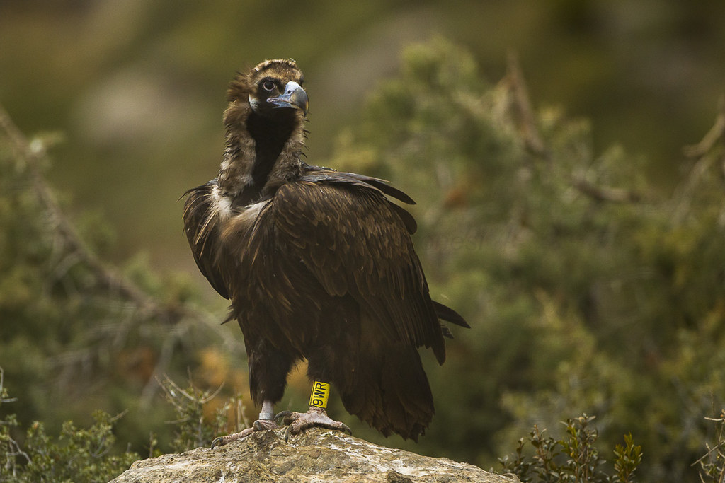 Cinereous Vulture reference