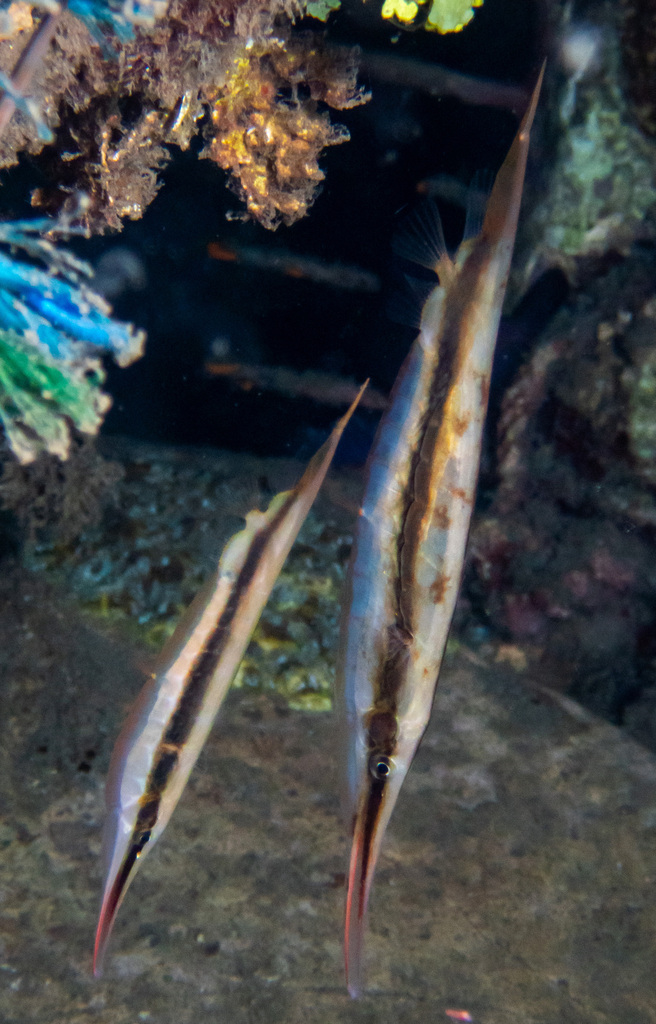 Jointed Razorfish reference