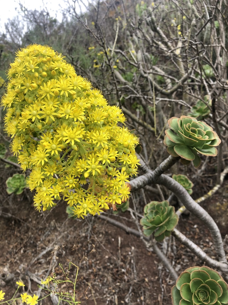 Tree Aeonium reference