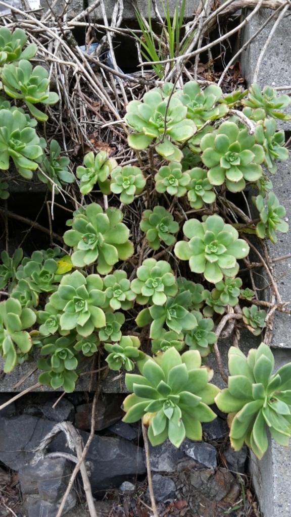 Haworth's Aeonium reference