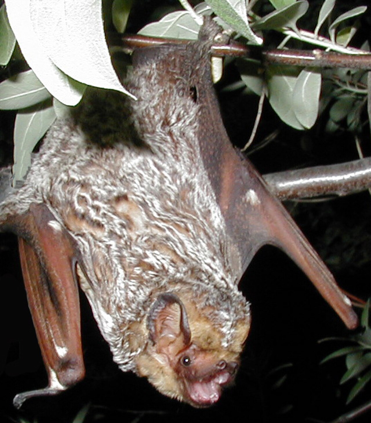 Hoary Bat reference