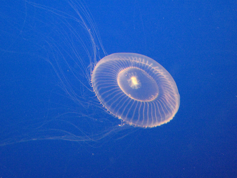 Crystal Jelly reference