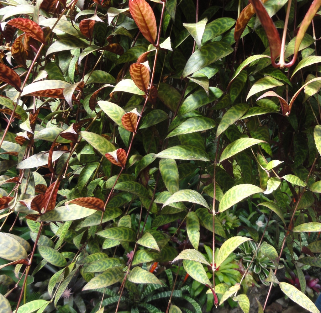 Lipstick Plant reference