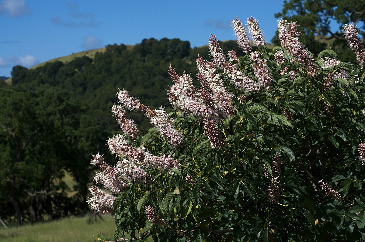 California Buckeye reference