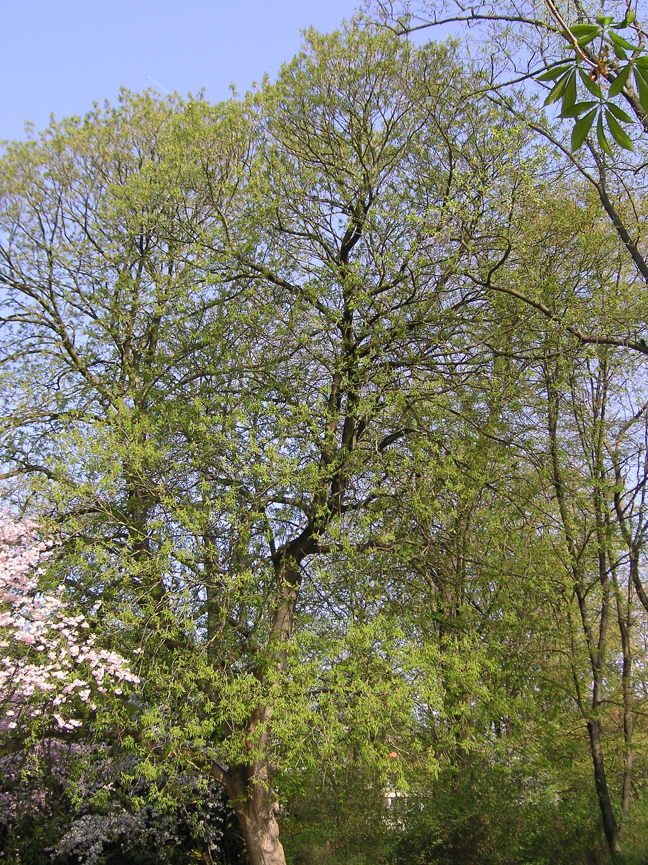Yellow Buckeye reference